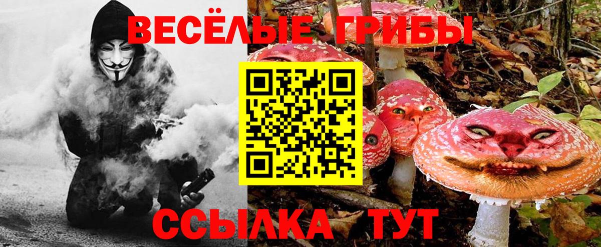 Галлюциногенные грибы GOLDEN TEACHER  Псилоцибиновые грибы мицелий  Вход с VPN  как найти наркотики  Ессентуки 